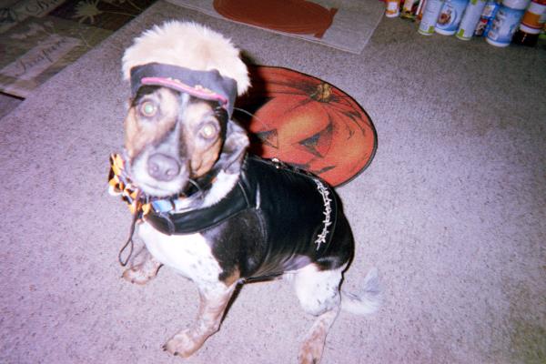 /Images/uploads/St Huberts Animal Welfare Center/sthuberts/entries/1908thumb.jpg